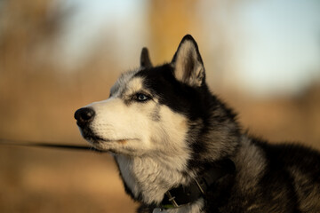 Walking with your favorite husky dogs in the park in autumn. Autumn walk in the park with your dog.