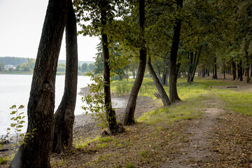 Trees by the lake. Autumn in the park. Green trees along a pond, ground is covered with fallen...