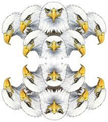 bald eagles decoraton america bird of prey 