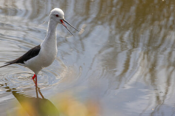 Black winged stilt wading in shallow water with open beak and calling
