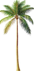 Obraz premium Majestic Tropical Palm Tree