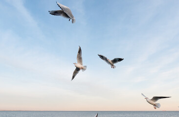 Seagulls in the air over the sea. Looking up at white naval birds in flight front of the blue sunset sky.