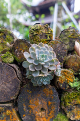 moss on logs