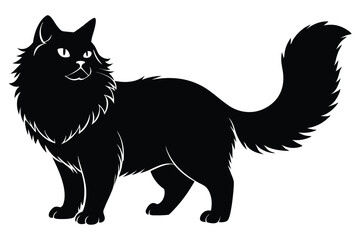 A black, furry long haired cat stands, with its tail waving proudly on a blank backdrop