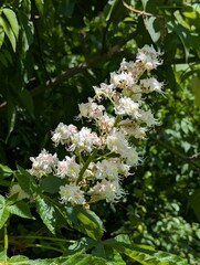 Obraz premium White chestnut inflorescences against a background of green leaves in sunlight. A blooming chestnut branch with delicate white flowers that have a pinkish-yellow center and long stamens.