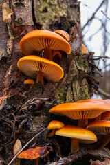 Flammulina velutipes, the velvet foot, velvet stem, velvet shank or wild enoki, is a species of...