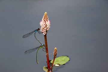 Azurjungfern bei der Paarung auf rosa Blüte einer Wasserpflanze