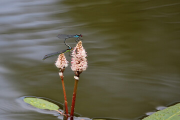 Azurjungfern bei der Paarung auf rosa Blüte einer Wasserpflanze