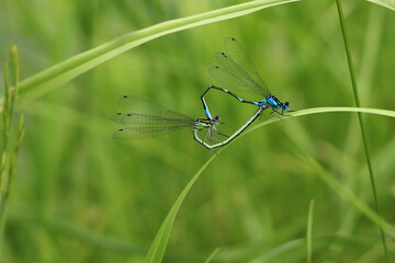 Azurjungfern bei der Paarung