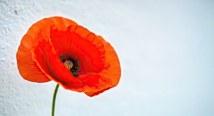 Obraz premium Vibrant Red Poppy on a Textured White Background