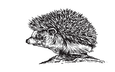 Graphical hedgehog on white background,vector illustration. Forest animal	
