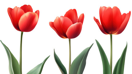 Obraz premium Red tulip on white background