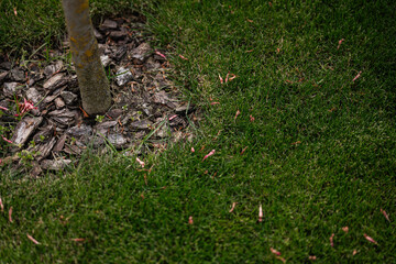 Tree base surrounded by bark mulch and lush green grass in a garden