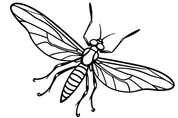 Simple Mayfly Line Drawing