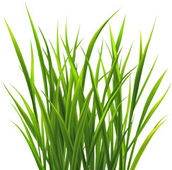 Fototapeta premium Fresh Lush Green Grass Cluster