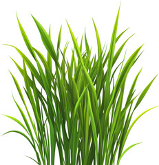 Fototapeta premium Vibrant Lush Green Grass Cluster
