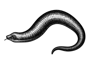 Obraz premium Black and White Leech Illustration