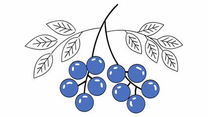 Hand-Drawn Blueberries on Branch