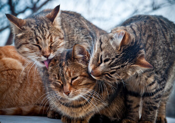 Obraz premium street cats friends, fluffy company