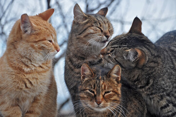 street cats friends, fluffy company