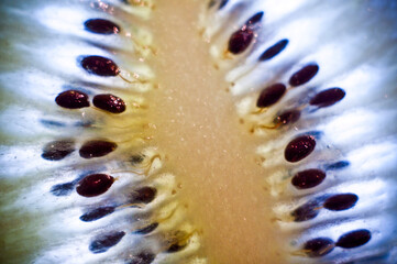 kiwi half in section close-up