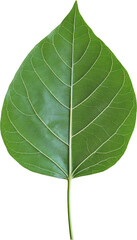 Obraz premium Close-up of a Green Bodhi Leaf