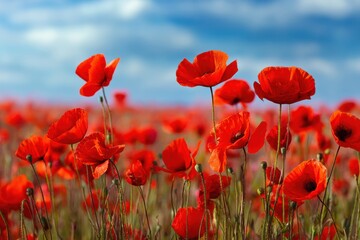 Vibrant red poppies flourishing in sunny fields perfect for nature lovers and floral decoration enthusiasts