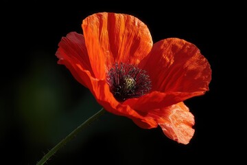 Stunning red poppy blossom illuminated by sunlight - ideal floral capture for nature enthusiasts and botanical photography lovers
