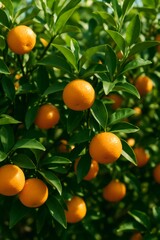 Ripe oranges dangling from citrus tree branch, glowing in golden sunlight with rich orange yellow coloration