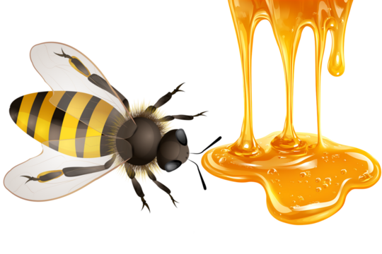 honey bee with honey isolated on transparent background cutout Close-up of honey bee insects of europe - bees: side view macro of european honey bee ( Apis mellifera) isolated on white background 