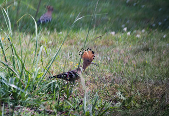 Hoopoe (Upupa epops), a colorful migratory bird, recognizable by its orange and black crest.