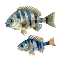 A Mother Tilapia With Her Kid, watercolor painting vector, isolated on a white background.