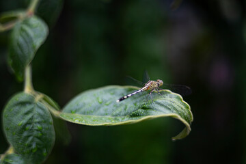 Dragonfly On A Leaf After Rain