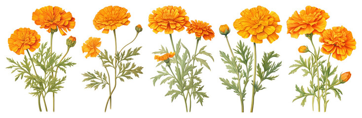 PNG Vibrant marigold flowers illustration, element set on transparent background