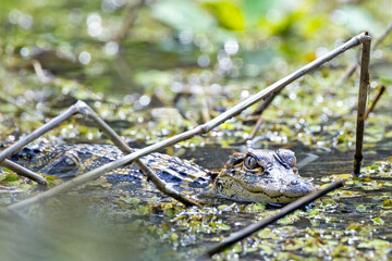 Baby alligator (Alligator mississippiensis) in Paynes Creek Historic State Park, Florida