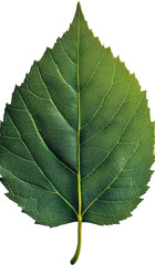 Fototapeta premium Close-up of a Vibrant Green Leaf