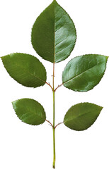 Naklejka premium Close-up of Rose Leaves and Stem