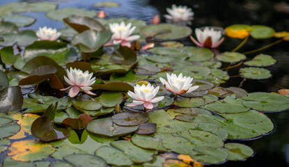 A white water lily bed 
