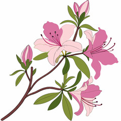 Pink floral vector illustration with blossom and decorative leaves, perfect for spring nature designs