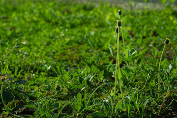 Wild Grass and Budding Flowers in Morning Sunlight