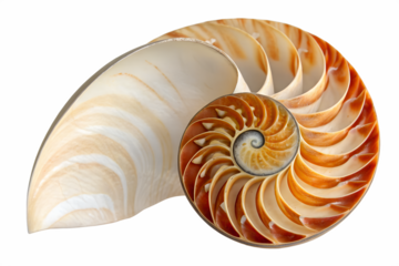 spiral nautilus shell