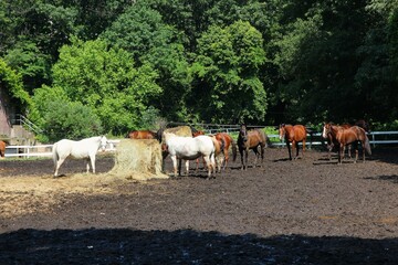Muddy paddock with horses eating hay