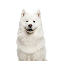 Smiling Dog Portrait on White Background Happy Animal
