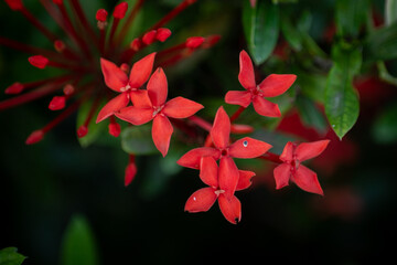 Red Ixora Flower Close-Up with Green Background
