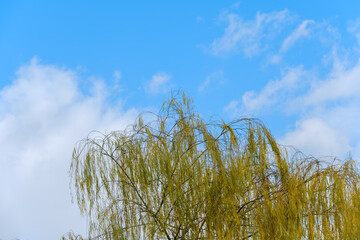 青空を背景に枝垂れる柳の風景