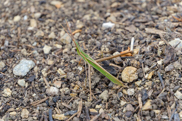 土の上で擬態するショウリョウバッタのクローズアップ