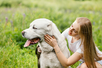 White dog Alabai Central Asian Shepherd Dog on green grass and flowers summerbackground