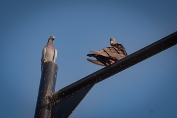 Two Pigeons Perched on Urban Lamp Post Against Clear Sky