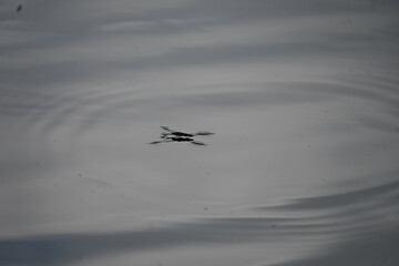 still auf dem wasser