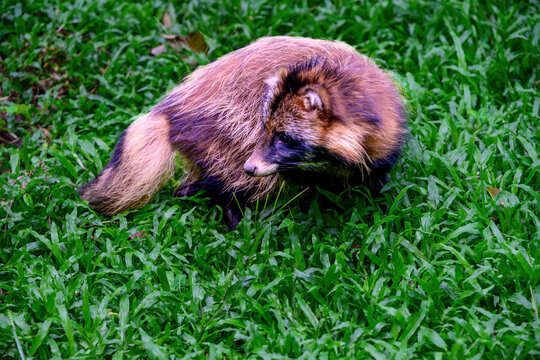 Tanuki or raccoon dog sitting on the grass.